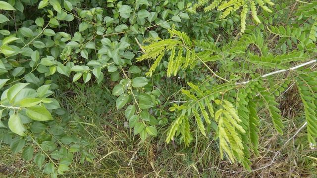 21 июня-День Духов.Федор Летний.Народные приметы. смотреть онлайн