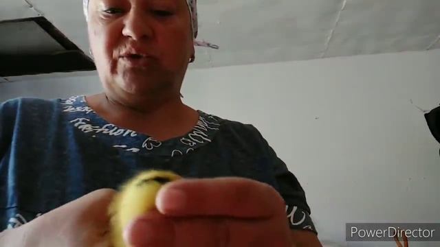 а я все про уток