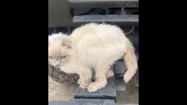 Две истории, две спасенные жизни. смотреть онлайн