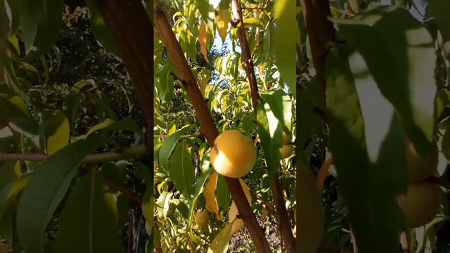 Персик Саратовский смотреть онлайн