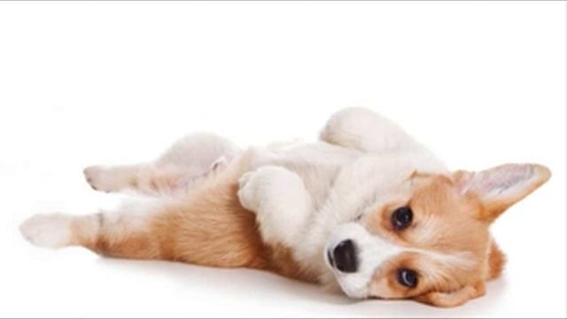 Все породы собак.Вельш Корги Пемброк (Welsh Corgi Pembroke) смотреть онлайн