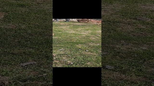 Симба и крыса