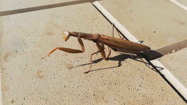 БОГОМОЛКА. Кто не видел смотрите смотреть онлайн