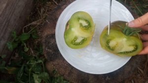 Томат "Сахар зелёный"