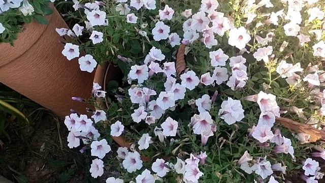 Новая морозильная камера// У Лизы новое увлечение// Элька смотреть онлайн