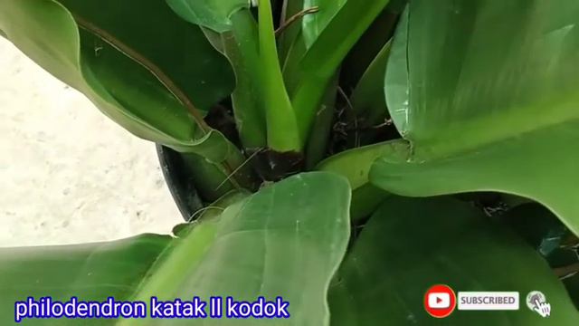 REVIEW HARGA TANAMAN HIAS philodendron lynette ll philodendron katak ll monstera adansoni 2021 смотреть онлайн