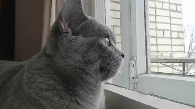 Как мой кот реагирует на птиц. смотреть онлайн