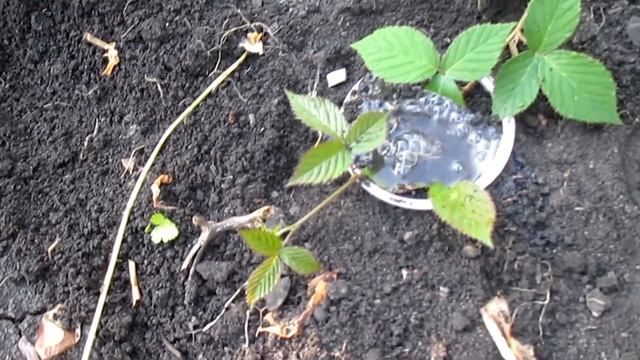 КАК РАЗМНОЖИТЬ ЕЖЕВИКУ? САМЫЙ ПРОСТОЙ СПОСОБ смотреть онлайн