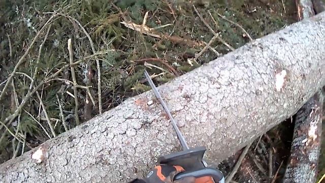 Treefelling with my beloved Husqvarna 560 XPG! смотреть онлайн