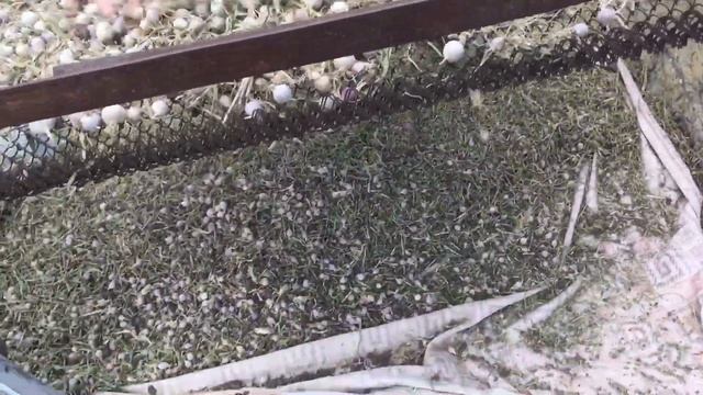 Однозубка Любаша ( отделяем ботву и другие примеси) смотреть онлайн