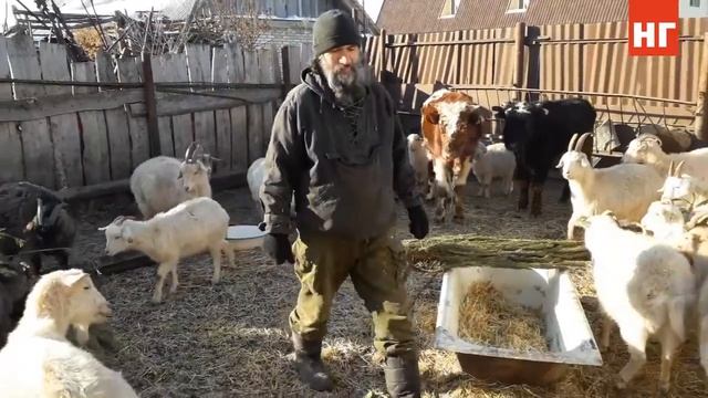 Акция "НГ" - "Прощай, елка!". Кормим коз хвоей. смотреть онлайн