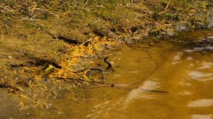 Авторское кино "Ветер"