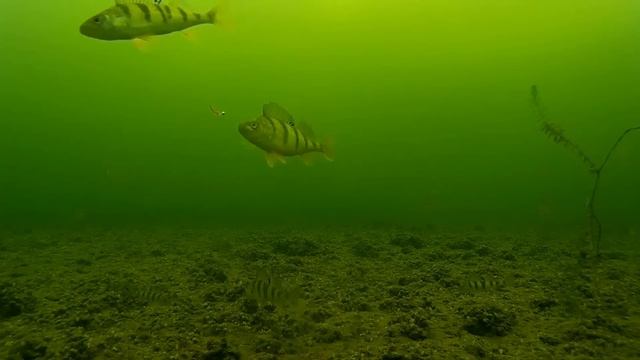 Underwater Camera.Ice Fishing. Perch On Mormyshka