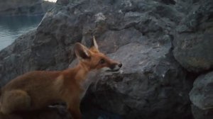 КРЫМ. Видео про лис.Люди и лисы. Лисы в горах. Лисы пьют воду. Лисы в дикой природе.