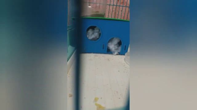 😭Горе заболел хомяк😭!!! И КУПАНИЕ УЛИТОК. смотреть онлайн