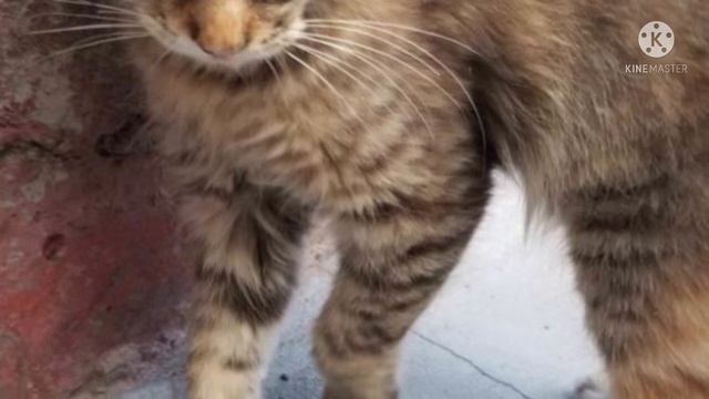 Маленькую кошечку нашли под фонарем. Она прекратила плакать, только когда поверила, что ее любят смотреть онлайн