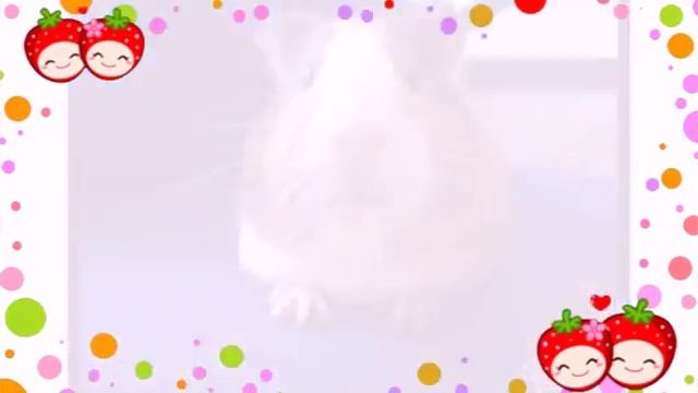 Морские свинки милахи!!!!! смотреть онлайн