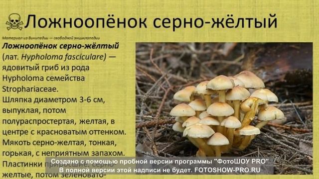 !!! ВНИМАНИЕ Несъедобные грибы смотреть онлайн