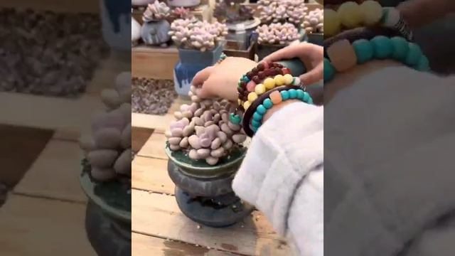 Succulent Pot Design