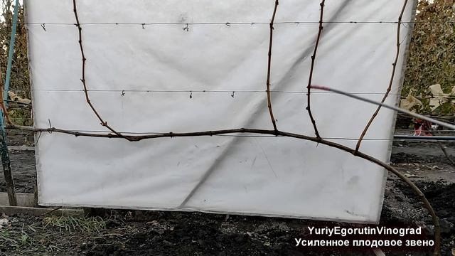 ? Узнай, как сформировать УСИЛЕННОЕ ПЛОДОВОЕ ЗВЕНО на винограде для ВЫСОКОГО УРОЖАЯ!