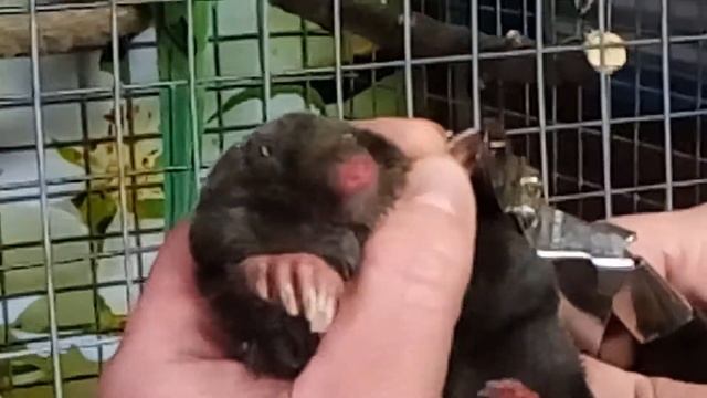 Стрижка когтей у крота смотреть онлайн