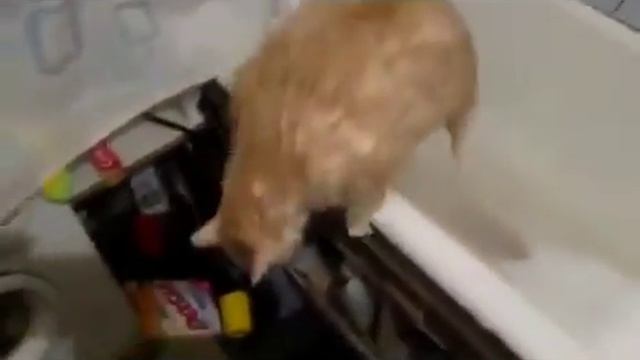 Кот делает Эба смотреть онлайн