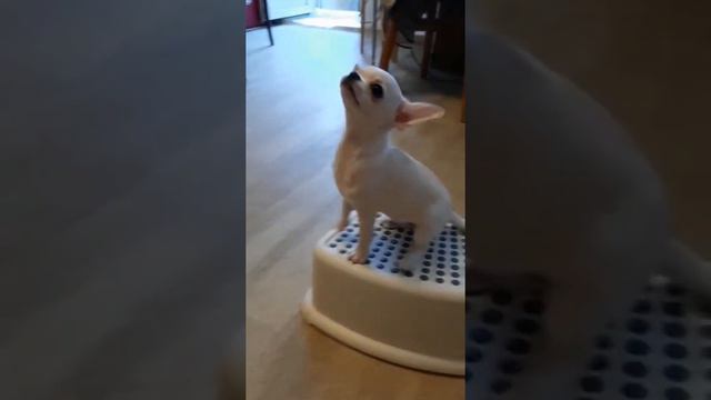 чихуахуа щенок купить продажа москва питомник смотреть онлайн