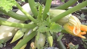 Кабачок КАВИЛИ. БОМБОВЫЙ СОРТ.