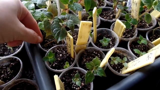 В марте снег? Это не мешает моему хобби и работе! Мои комнатные растения весной 2018 года. смотреть онлайн
