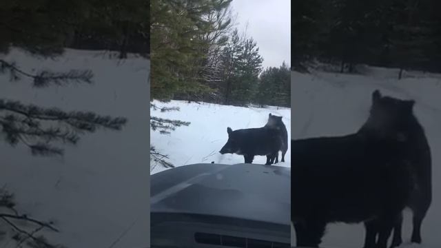 Жесть в лесу)) смотреть онлайн