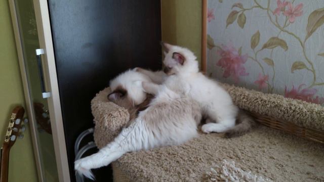 Ragdoll ( Рэгдолл ) - Котята смотреть онлайн