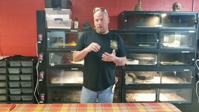 What Should I Feed My Retic... And How Often? смотреть онлайн