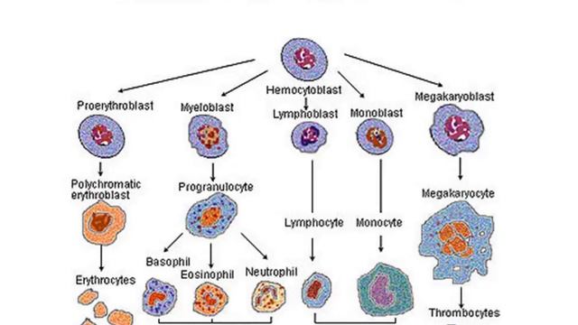Stem Cell PowerPoint Presentation смотреть онлайн