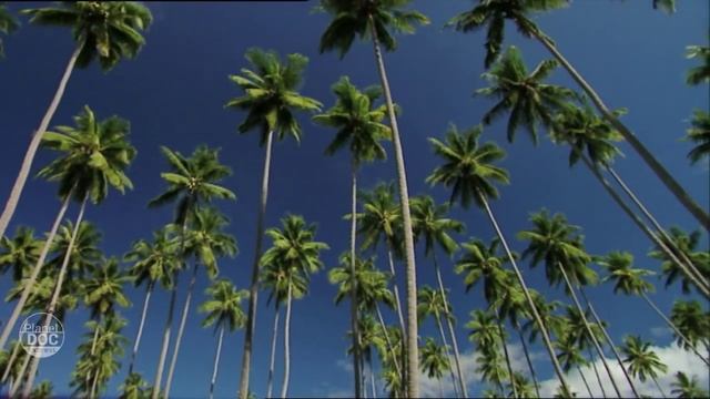 Sulawesi (Indonesia) | Documentary