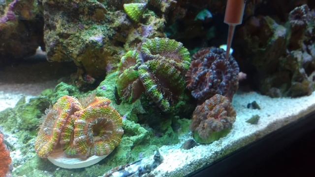 Reef Roids - How To Use It - The Right Way смотреть онлайн