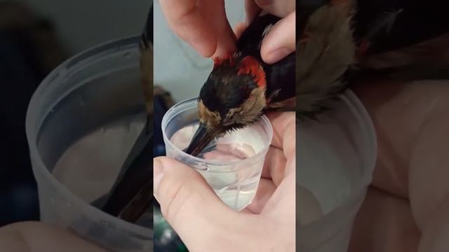 Подобрали дятла на улице, будем спасать. Как кормить дятла скоро покажу') смотреть онлайн