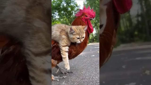 Смешные видео приколы.mp4 смотреть онлайн