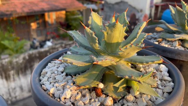 Some normal and exotic Agaves смотреть онлайн