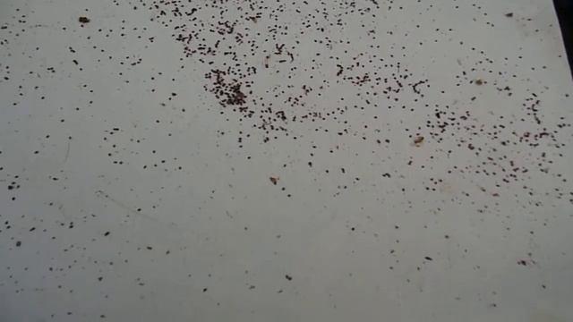 Осыпь клеща через сутки после обработки смотреть онлайн