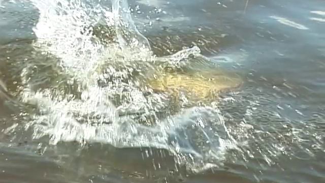 БЕЗУМНЫЙ клев на дикой реке смотреть онлайн