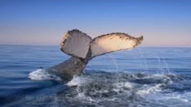 ~~ OXYGENE ~~   The Ocean