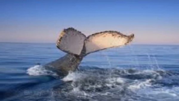 ~~ OXYGENE ~~ The Ocean