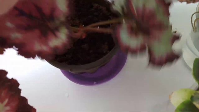 Стрептокарпусы , Бегонии и Фиалки. Верховой торф Двина. Мой опыт. смотреть онлайн