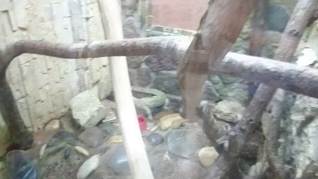 Варан желтопятнистый. смотреть онлайн