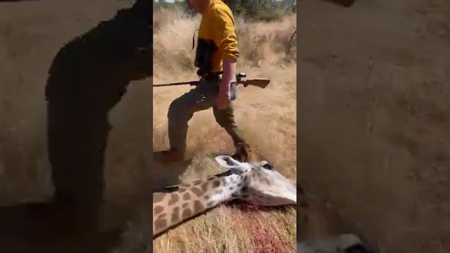 Казахи охотятся на жирафа 2 смотреть онлайн