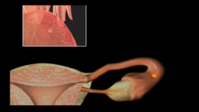 WHAT IS OVULATION? смотреть онлайн