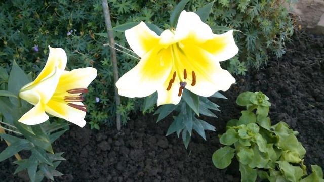 Лилия ОТ-гибрид "Конка Д'ор" (Conca D'Or). Июль 2022 год. смотреть онлайн