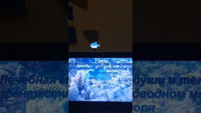 3факта про тихий океан смотреть онлайн