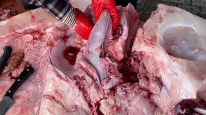 거대한 달 물고기 도살,ГИГАНСКАЯ РЫБА ЛУНА РАЗДЕЛКА РЫБЫgiant moon fish butchering