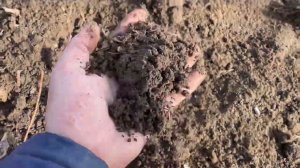 РАЗМЕРЫ ПОСАДКИ МАЛИНЫ БЕЗ ШПАЛЕРЫ В РЯДАХ | посадка малины расстояние #малина #выращивание #посадка